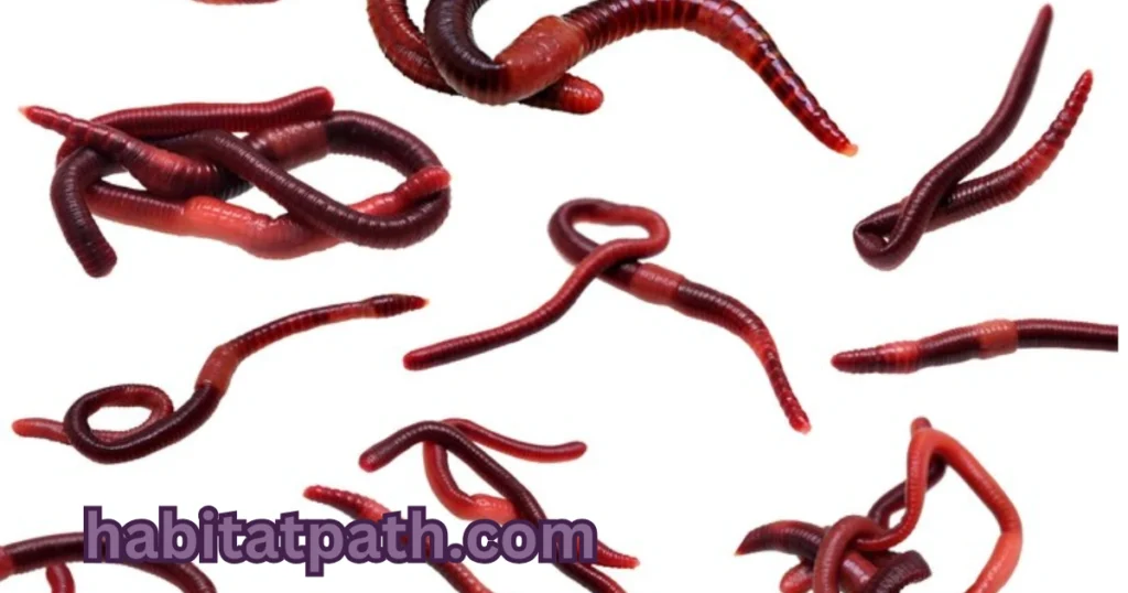 Bloodworms