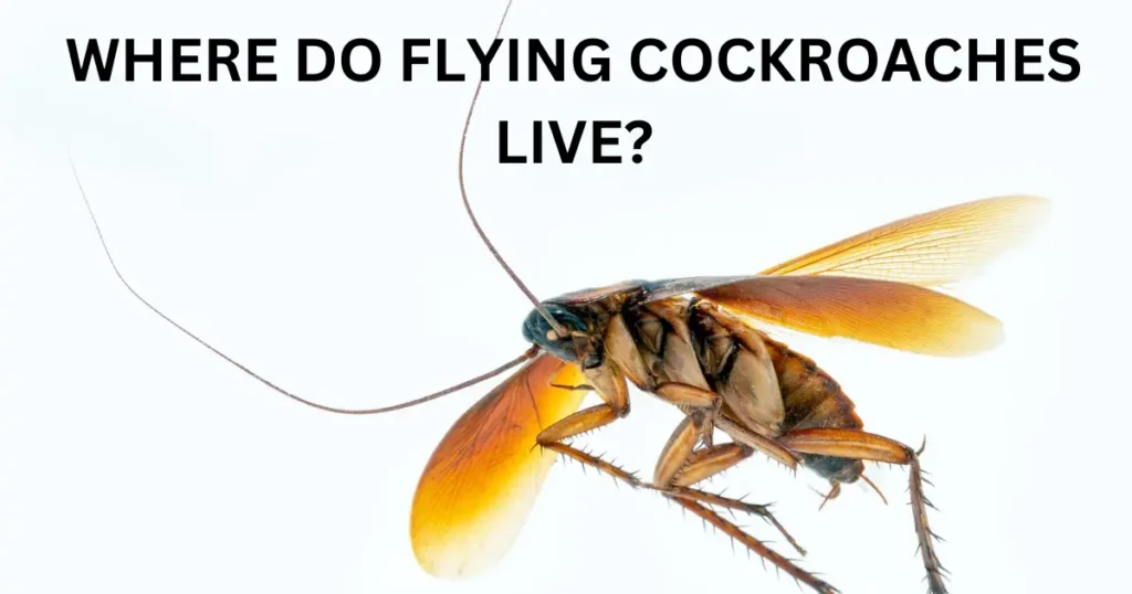 where do flying cockroaches live