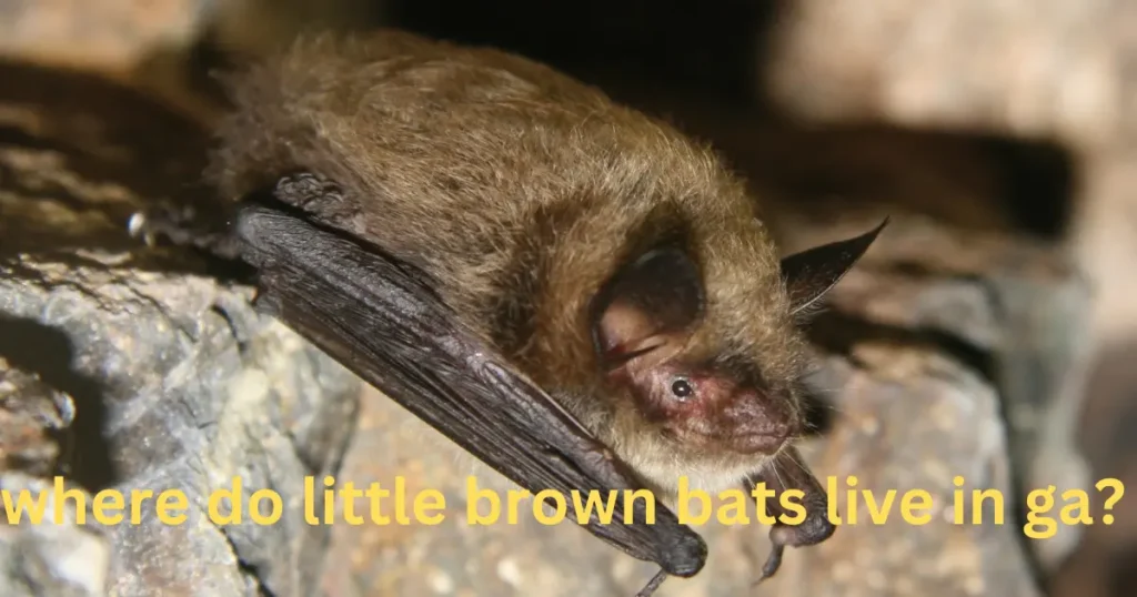 little brown bats