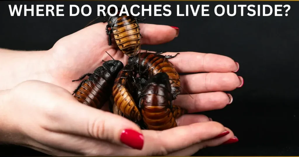 where do roaches live outside