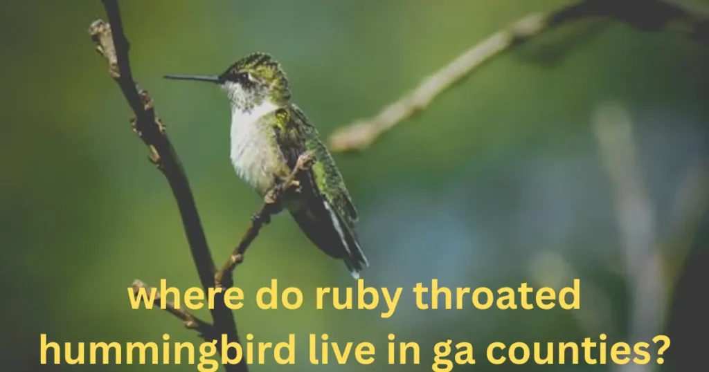 where do ruby throated hummingbird live in ga counties