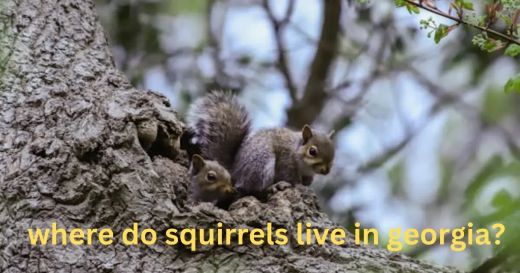 where do squirrels live in georgia