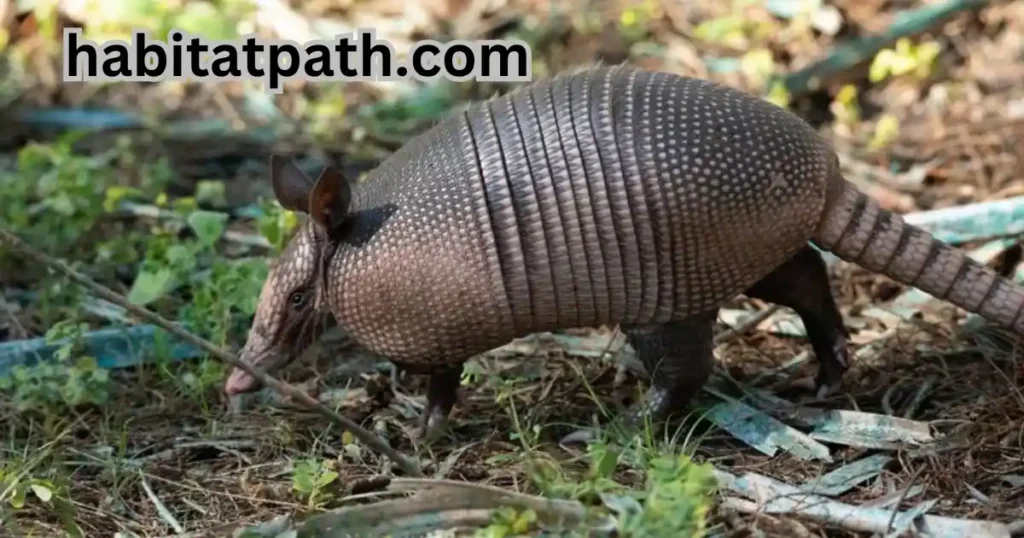 Armadillos in Georgia