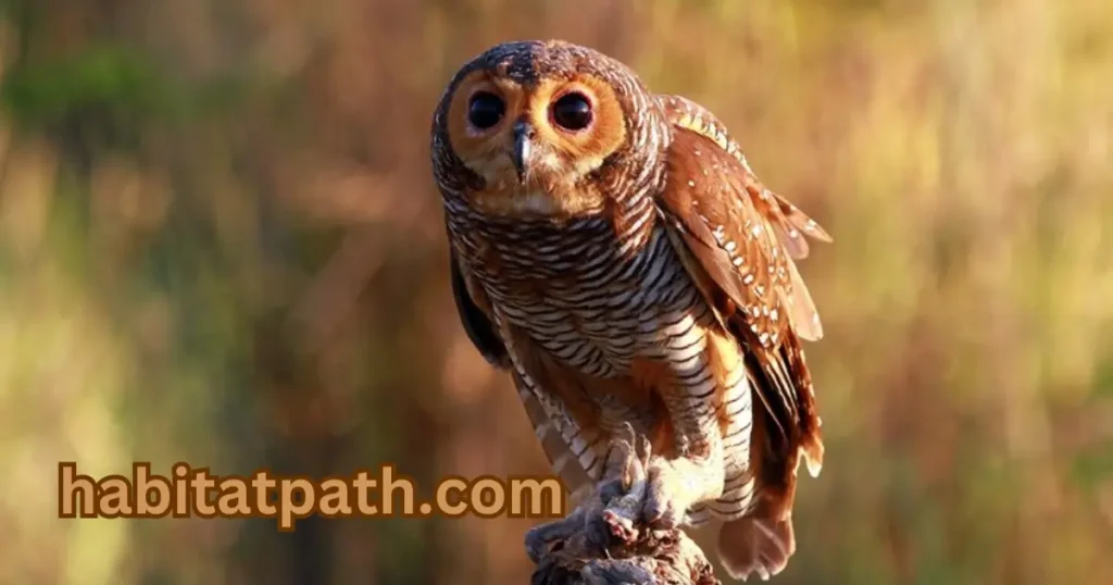 Barred Owls