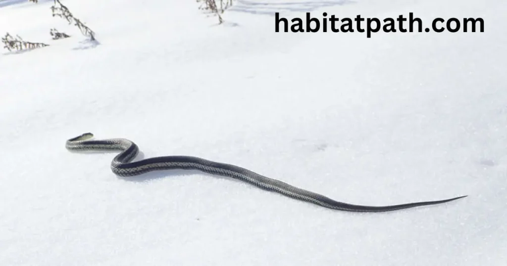 where do snakes live in the winter